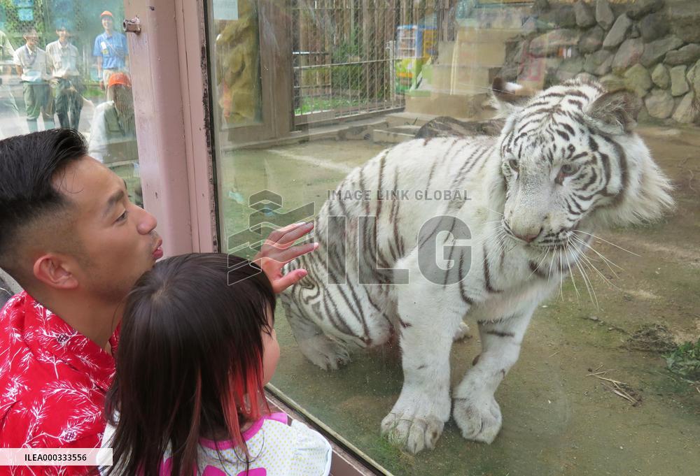 White tiger cub reappears in zoo after surgery