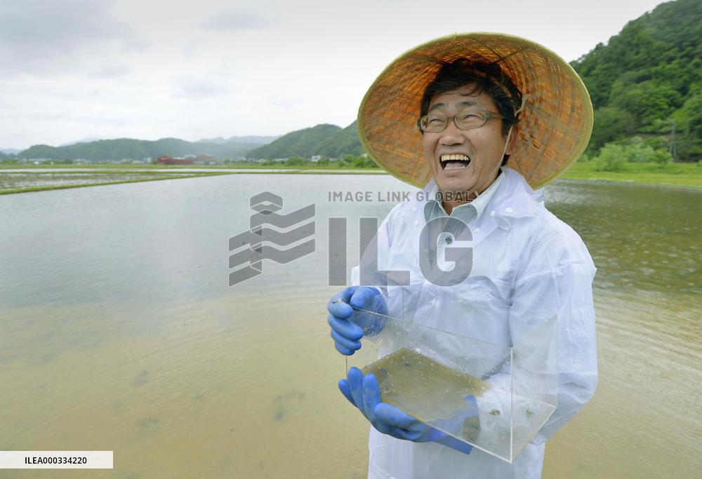 Farmer checks chemical-free rice paddy for stork survival