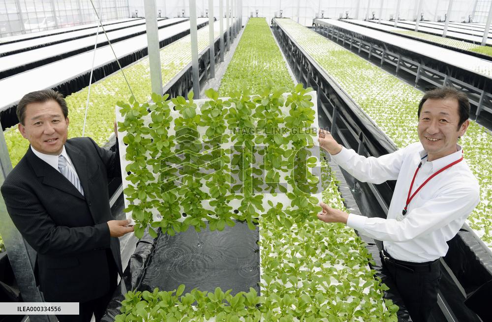 Vegetable plant built on quake-hit site