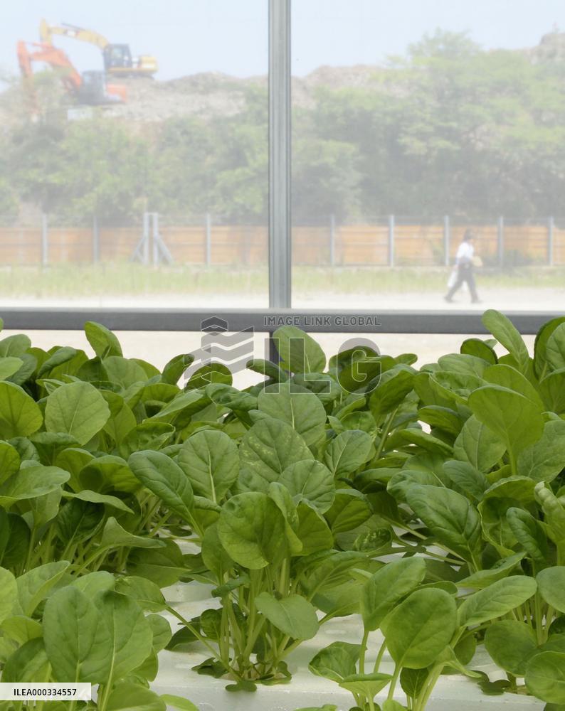 Vegetable plant built on tsunami-hit school site