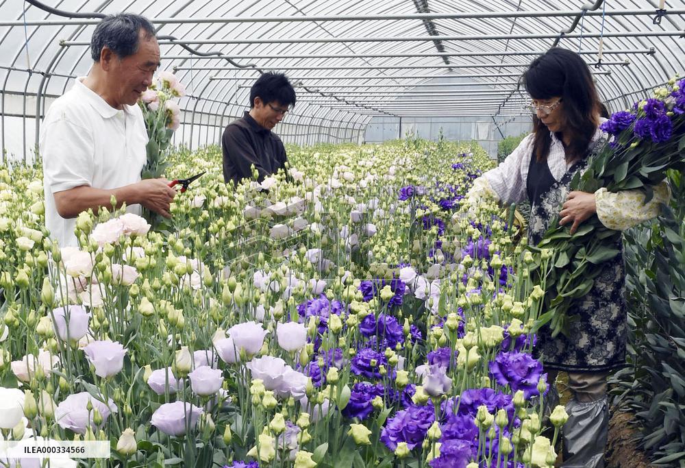 Eustoma from Fukushima hit market for 1st time since 2011