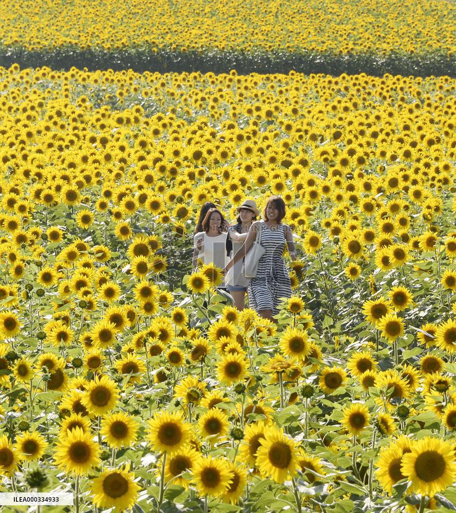 Sunflowers in full bloom in Hokkaido's sunflower village
