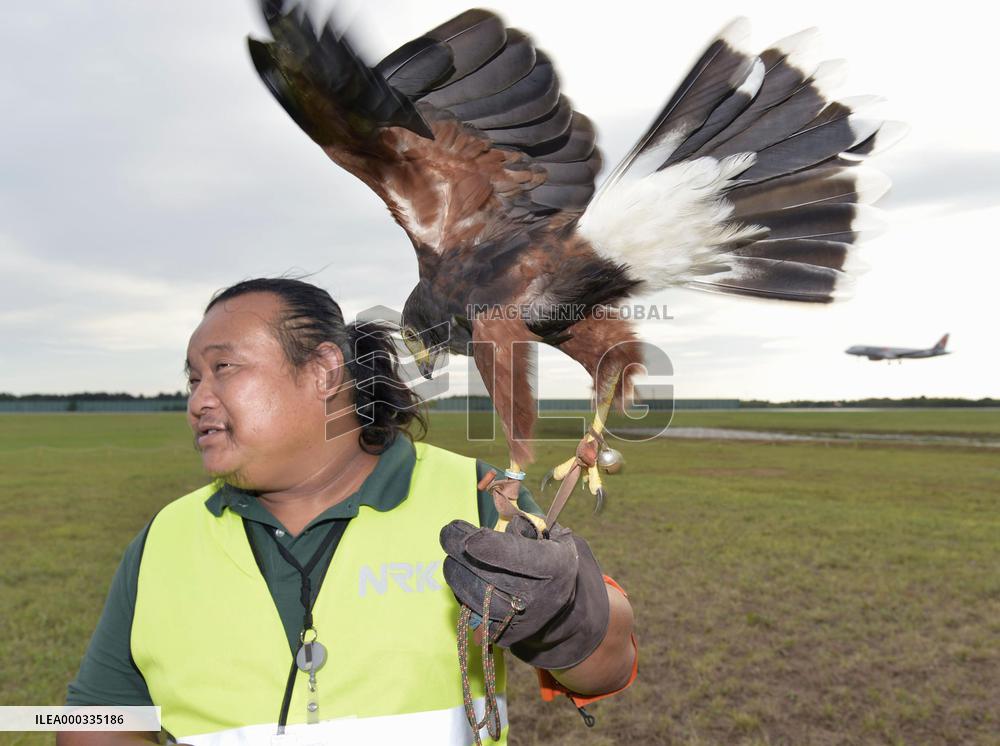 Narita airport tests use of hawks to reduce bird strikes