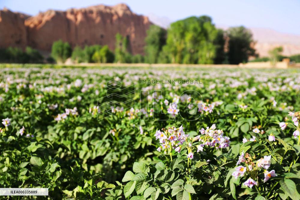 Potato field near Bamyan Valley