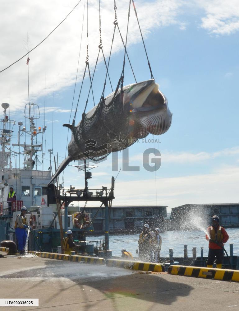 Research whaling begins in northern Japan coastal areas