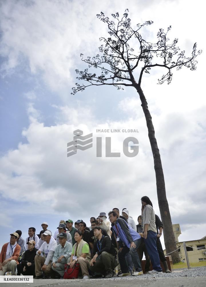 Lone pine tree 3-1/2 years since 2011 disaster