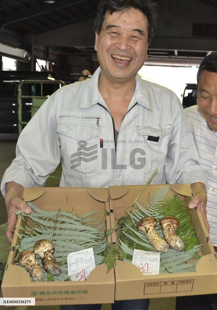 'Matsutake' mushrooms auctioned off for high price