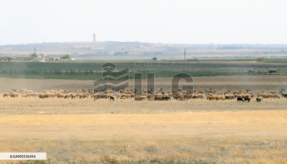 Herd of sheep for trafficking in Turkish border area