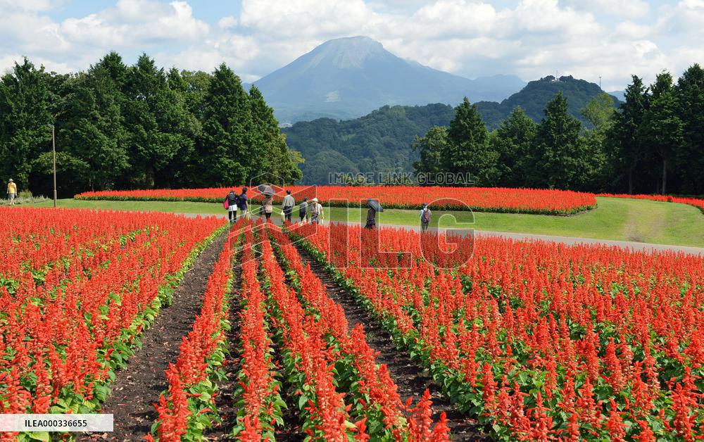Salvia flowers paint Tottori park in red