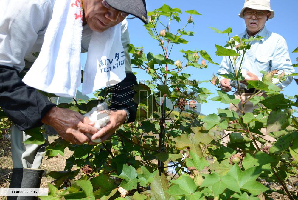 Cotton planting restored in western Japan
