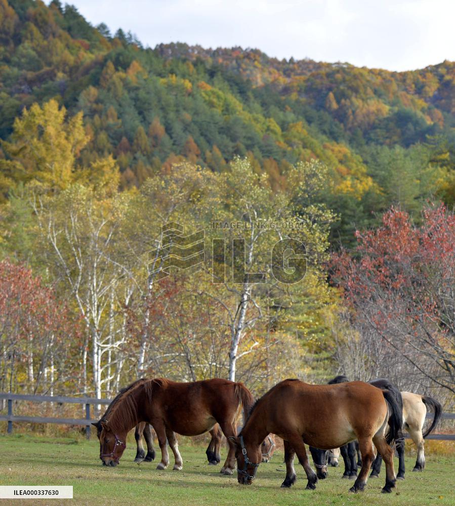 SNAPSHOT: Tourist bureau at foot of Mt. Ontake shows local scenes