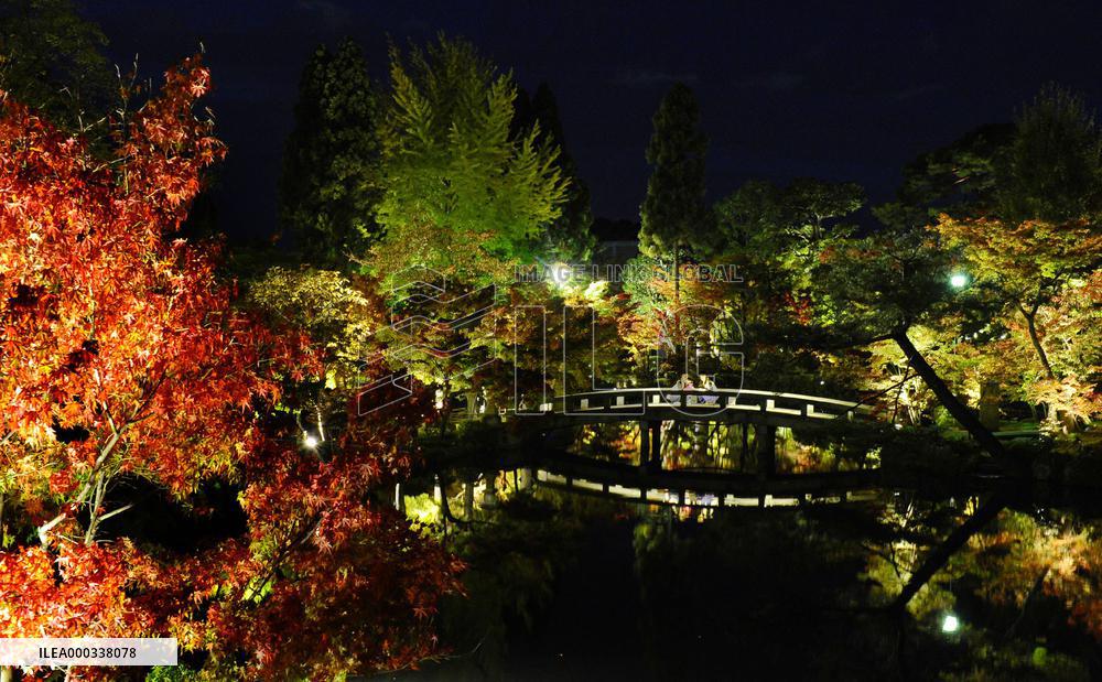 Autumnal leaves lit up at temple in Kyoto
