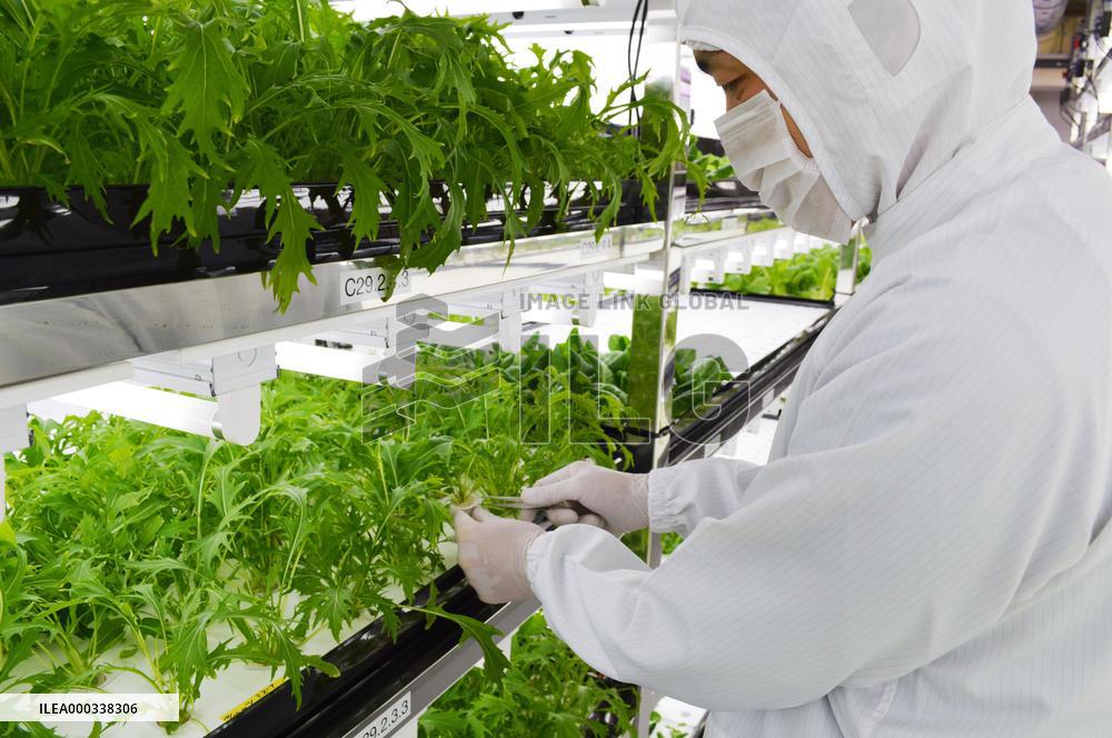 Toshiba shows 'clean room' vegetable farm to press