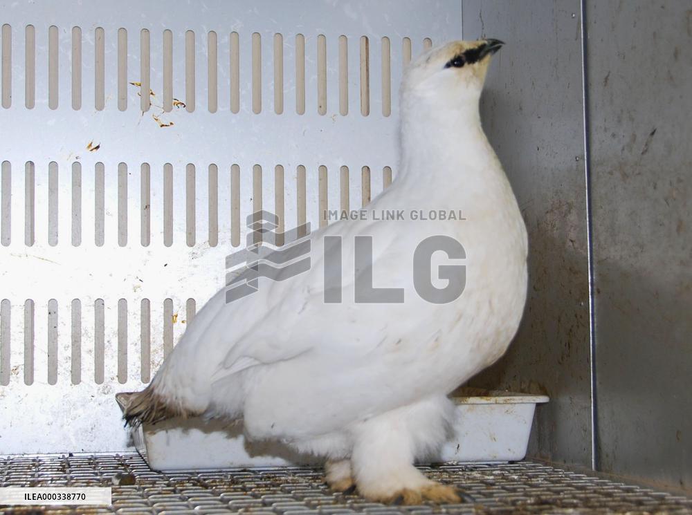 Sub-species of Japanese grouse raised at Toyama park