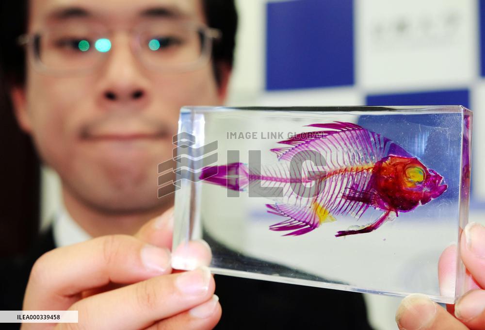 Transparent specimen of alien fish caught in Lake Biwa