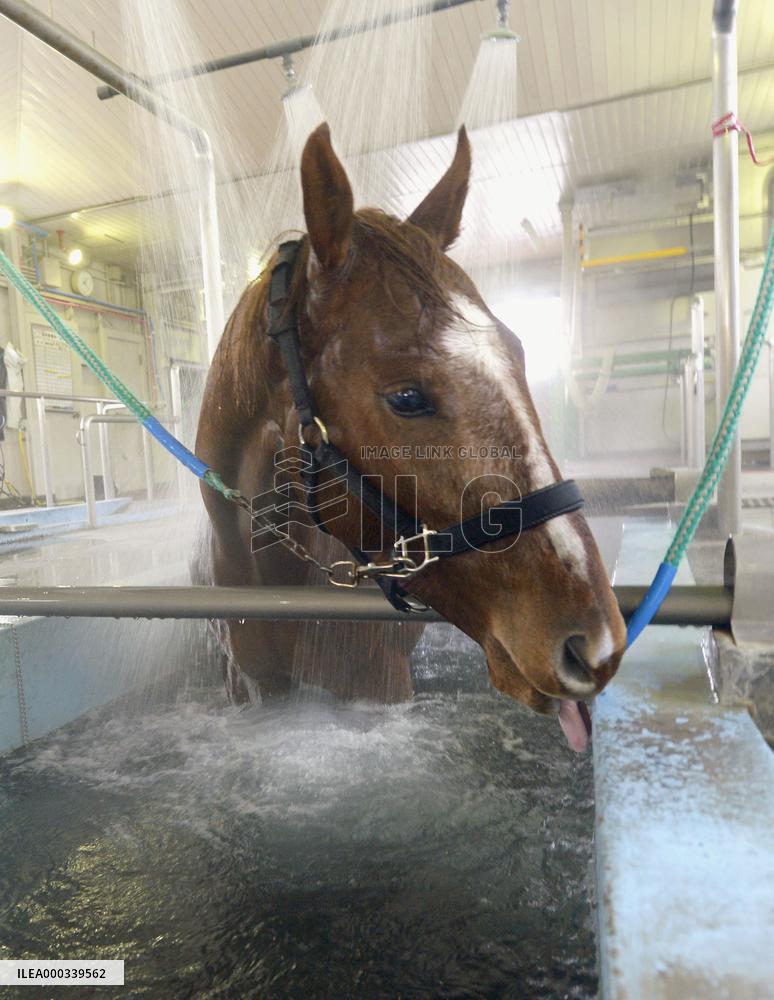 Horse takes bath
