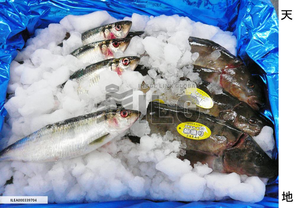 Trial planned to ship fresh fish with saltwater ice