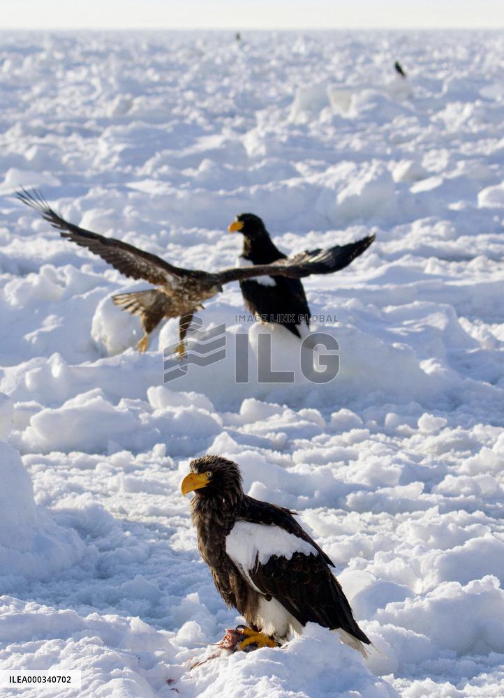 Steller's sea eagles on drift ice