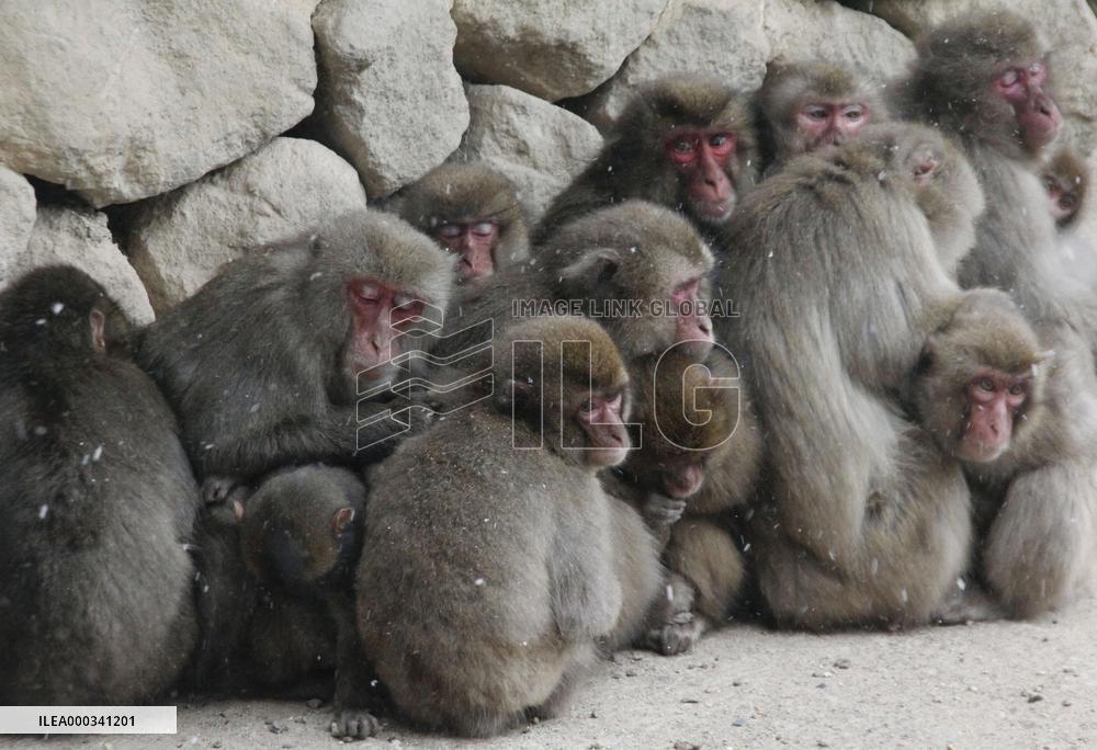 Monkeys huddle to keep warm in snow