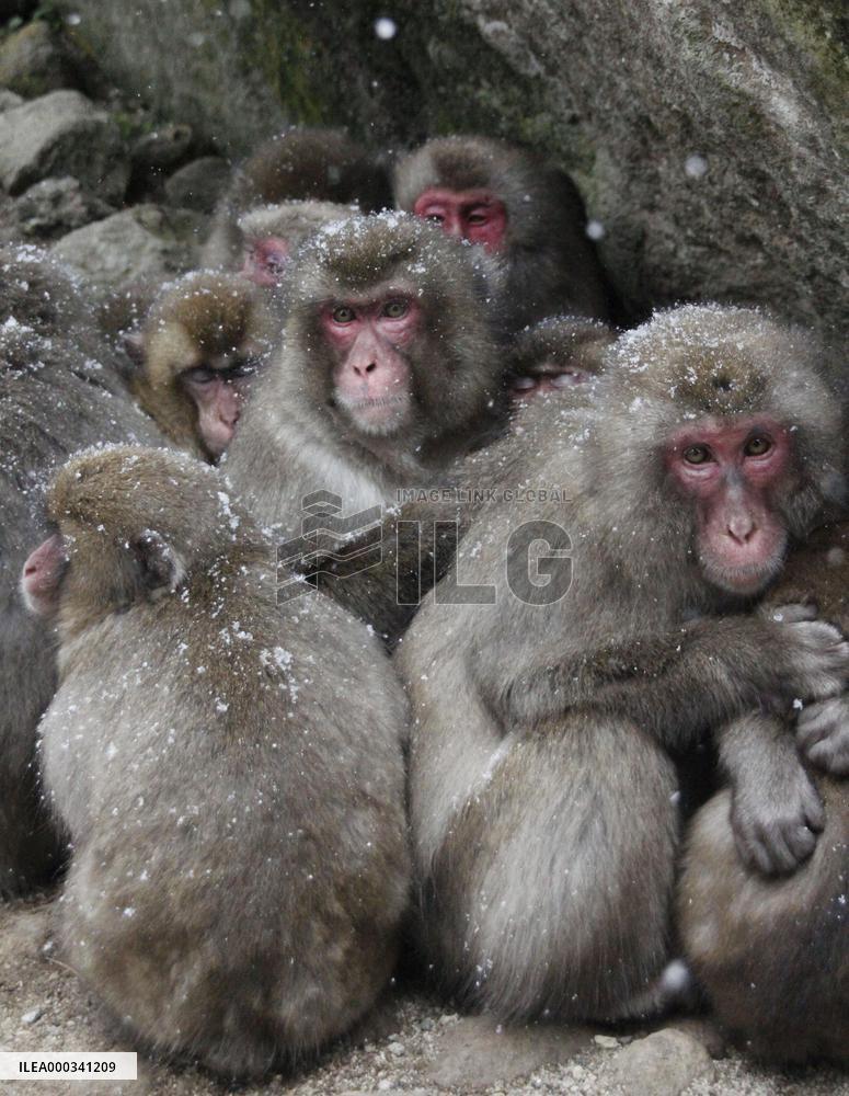 Monkeys huddle to keep warm in snow
