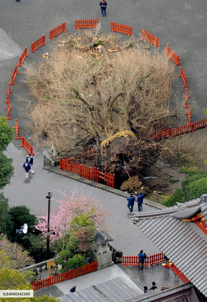 Ginkgo tree at Tsurugaoka Hachimangu falls down