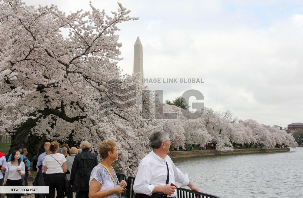 Cherry blossom festival in Washington