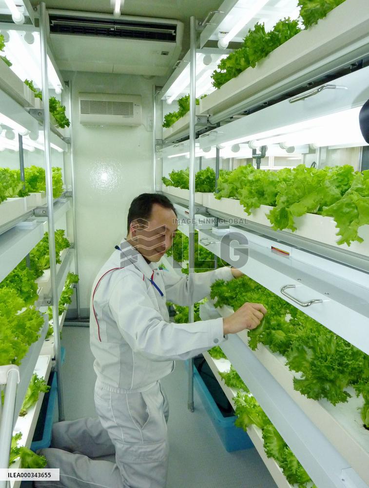 Container-like vegetable plant
