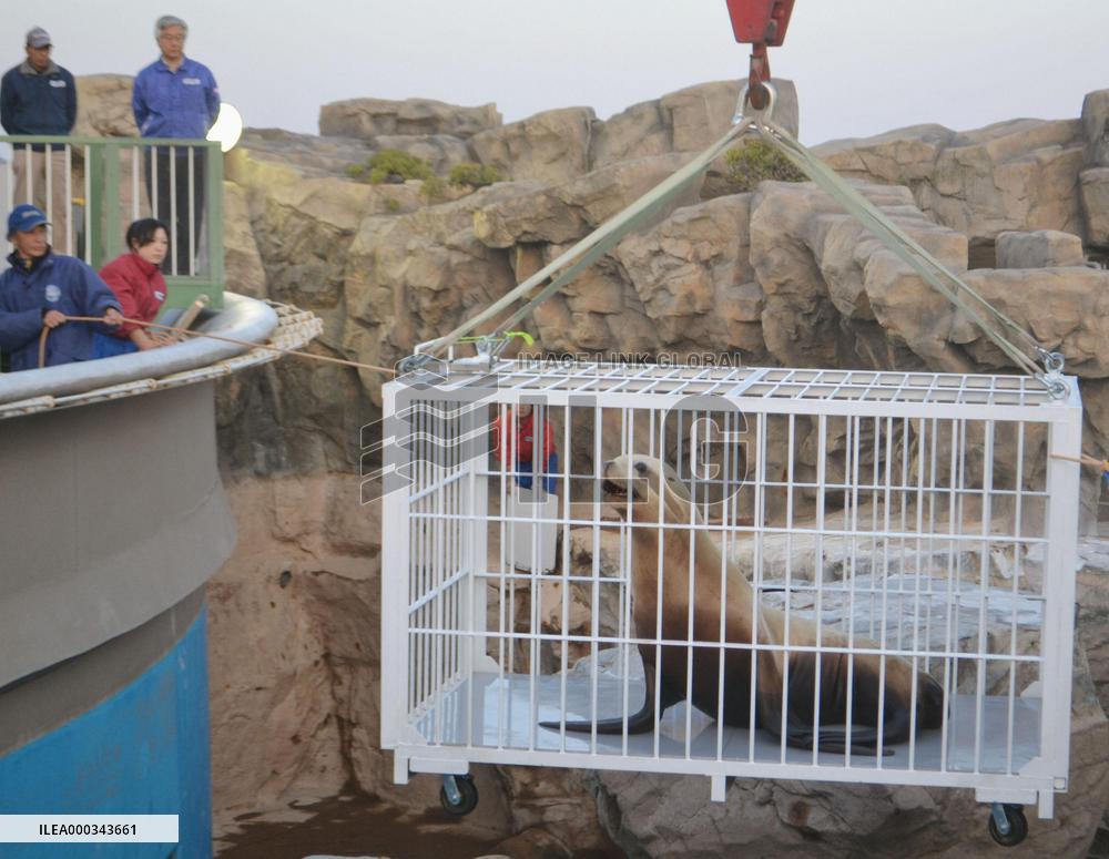 Steller sea lion back to Fukushima aquarium