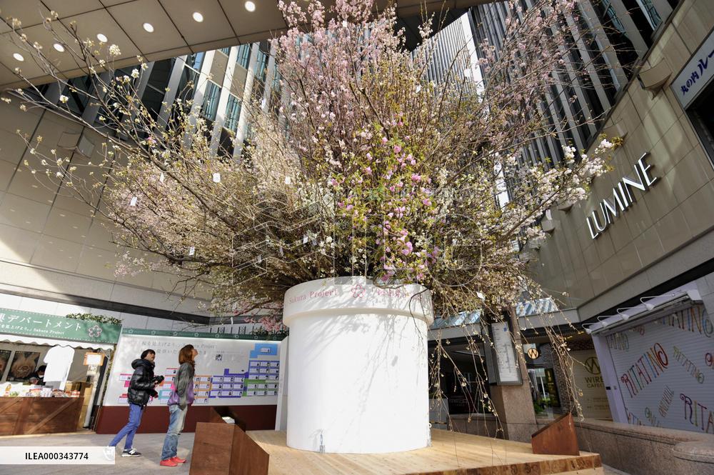 Cherry blossoms from around Japan