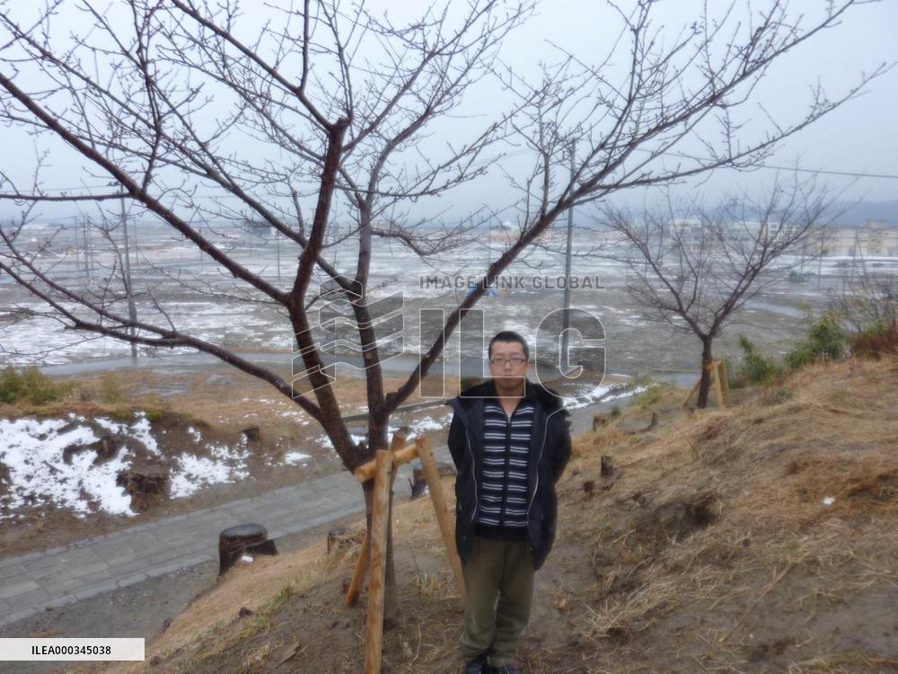 Planting cherry trees as tsunami caution