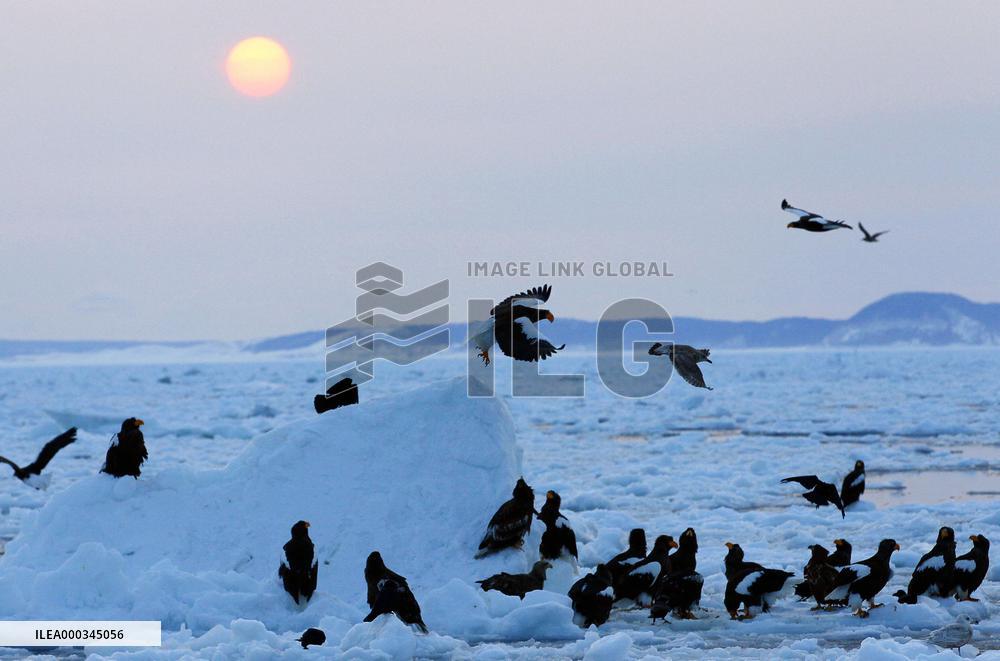 Sea eagles on drift ice