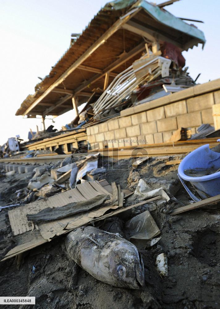 Dead fish near destroyed train station