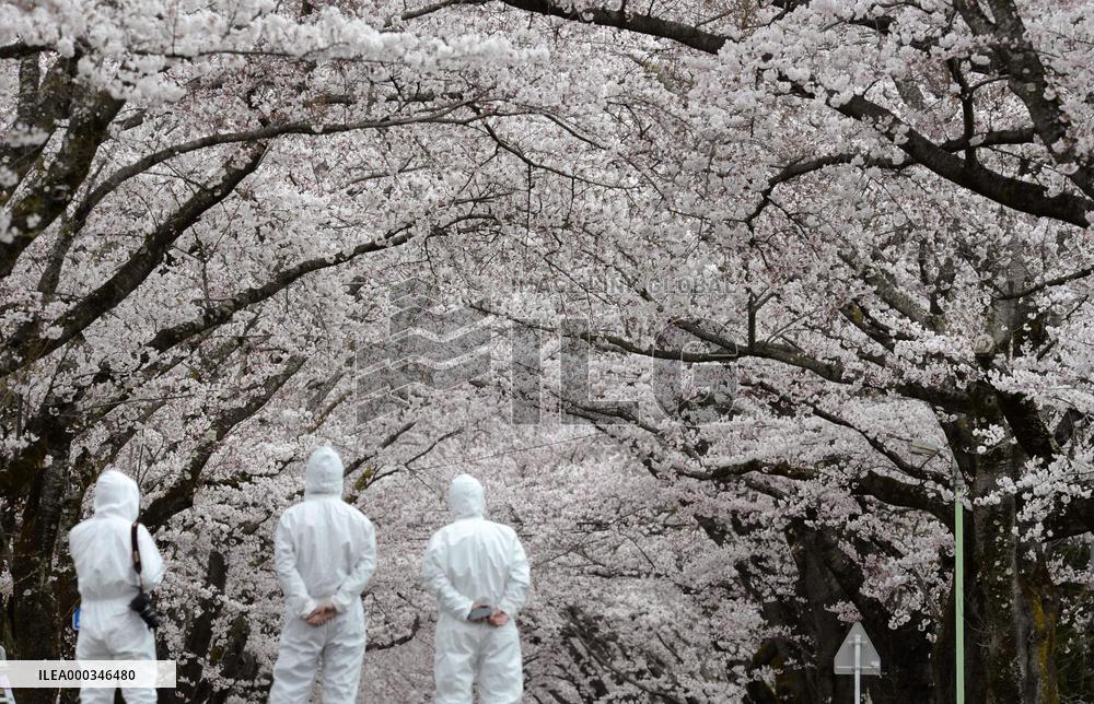 Cherry blossoms in Fukushima no-go zone