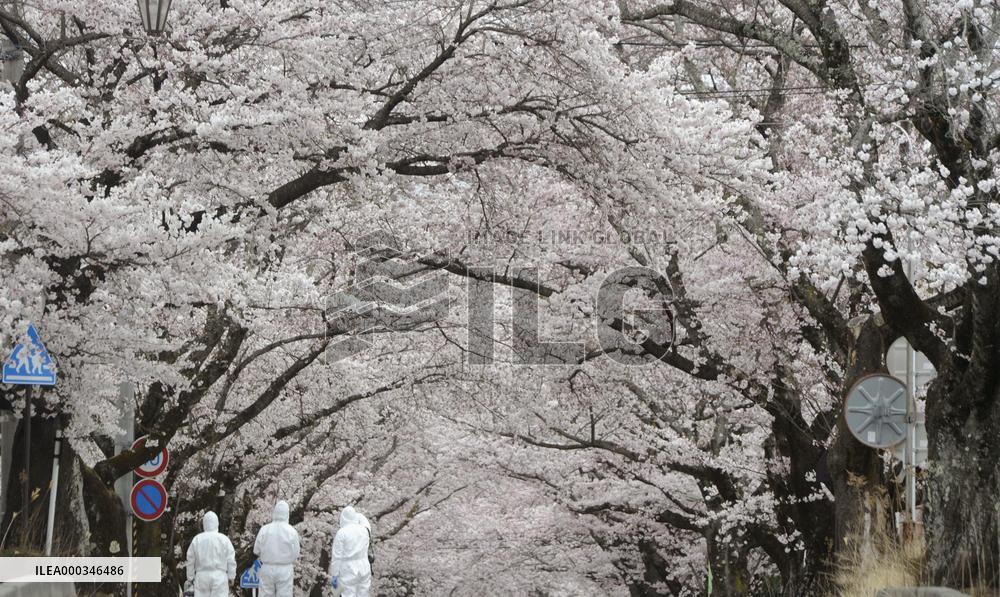 Cherry blossoms in Fukushima no-go zone