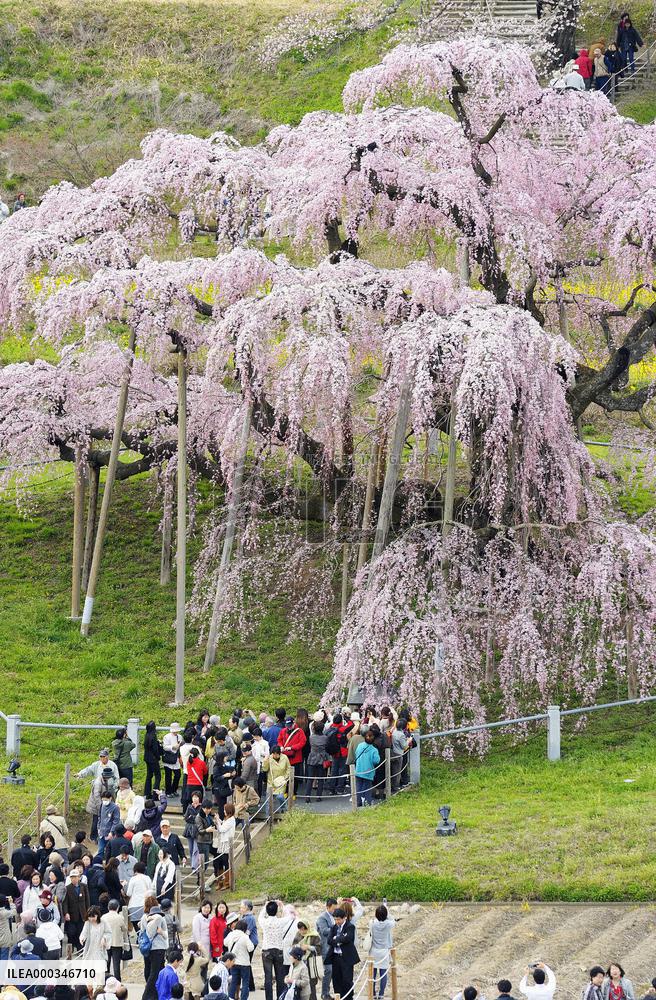 1,000-year-old cherry in full bloom in Fukushima Pref.