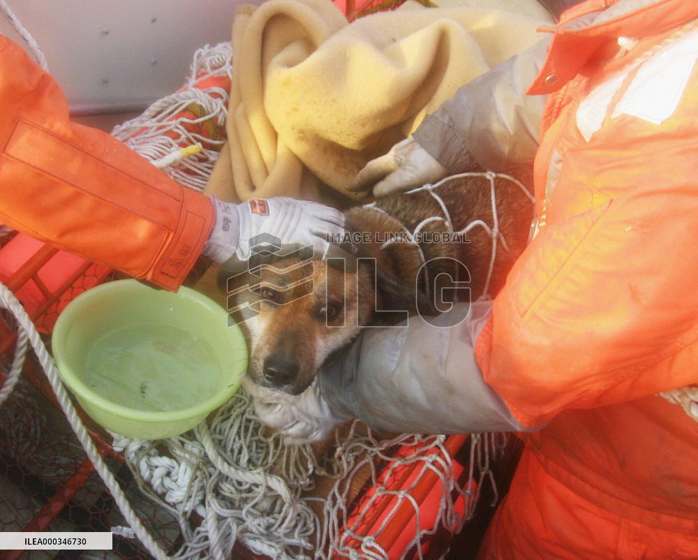 Dog drifting atop roof rescued