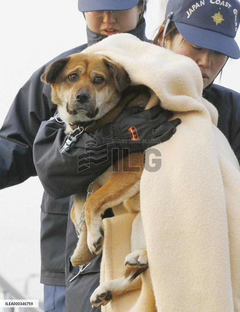 Dog rescued off tsunami-devastated coast