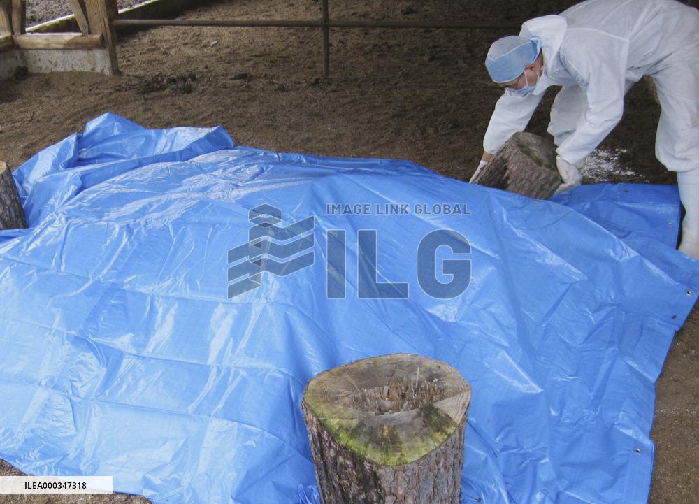 Dead cattle near Fukushima nuke plant