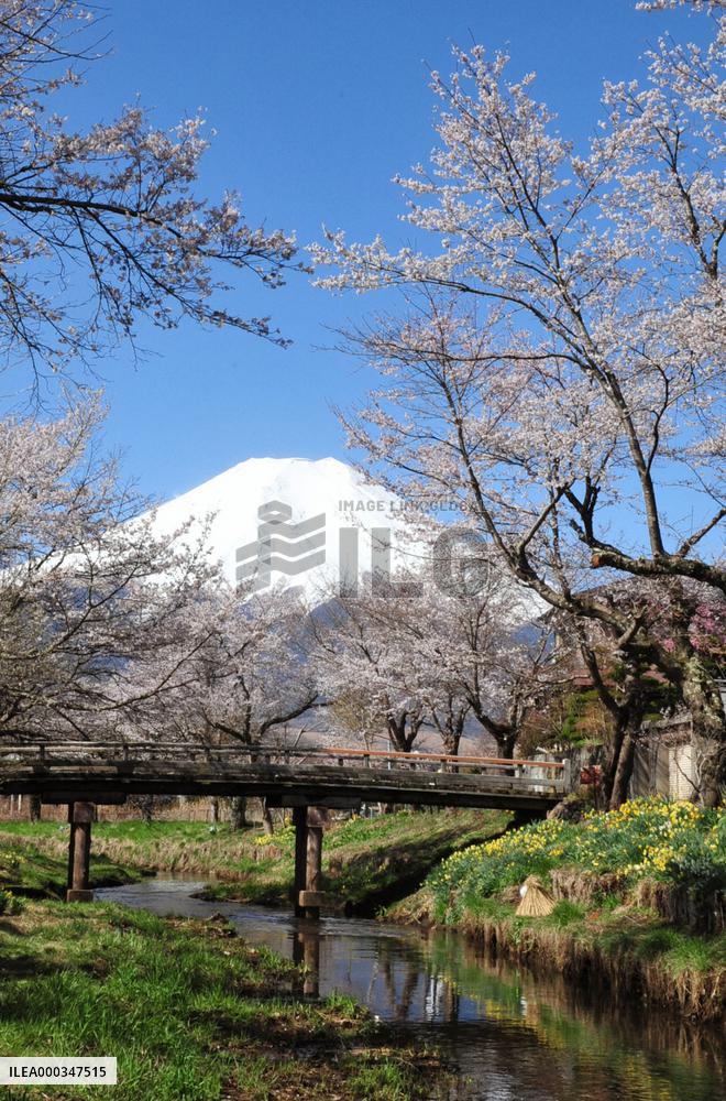 Cherry blossoms near Mt. Fuji in full bloom
