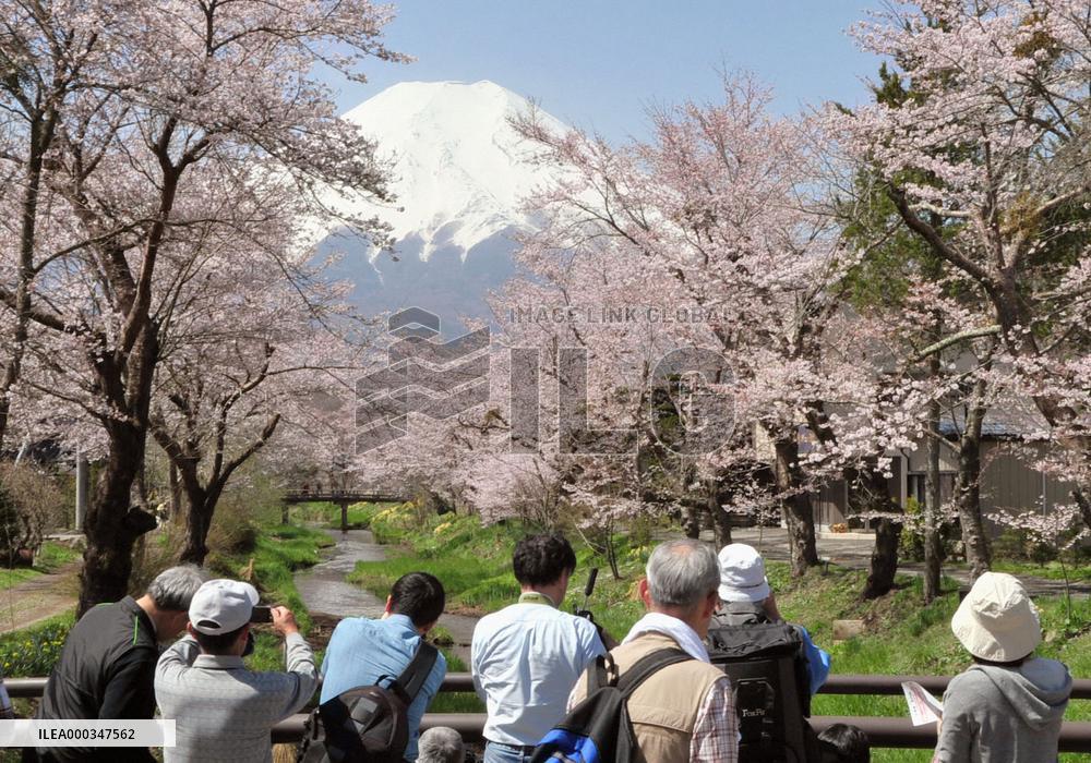 White-capped Mt. Fuji and cherry blossoms