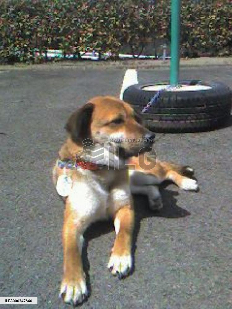 Dog reunited with owner