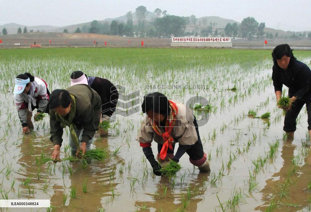 Rice planting in N. Korea