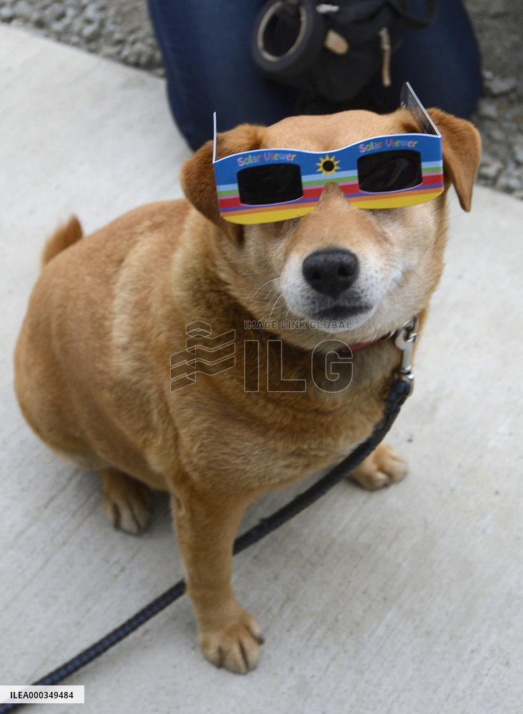 Dog with solar-eclipse glasses