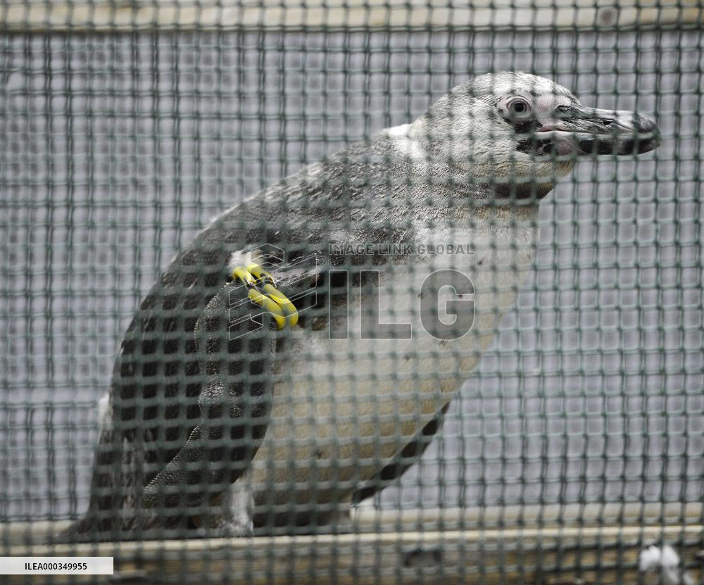 Escaped penguin recaptured