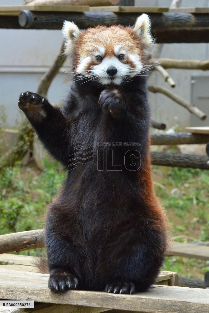Lesser panda gestures like "beckoning cat"