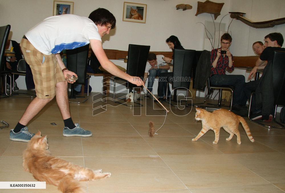 Austria's first cat cafe in Vienna