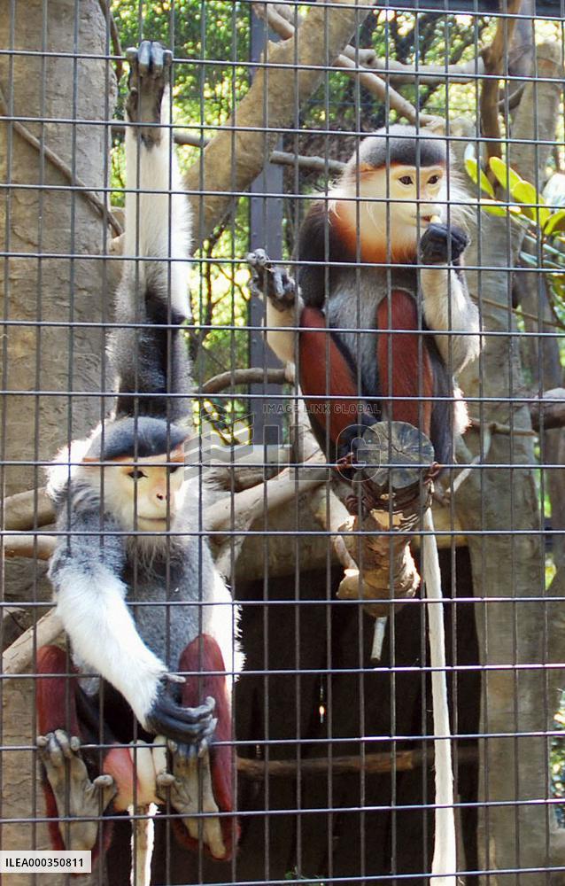Yokohama zoo unveils endangered monkey
