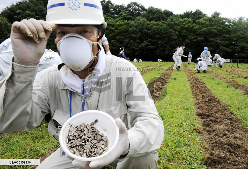 Sunflower seeds sowed in Fukushima to lower radiation levels