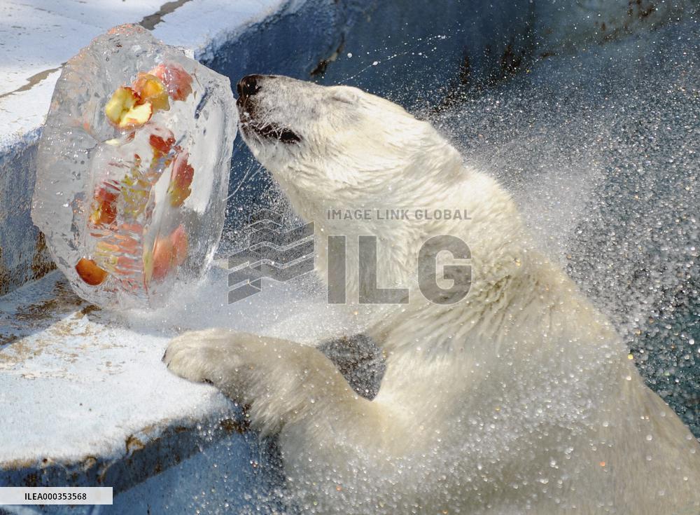 Cool present for polar bear in sizzling Japan zoo