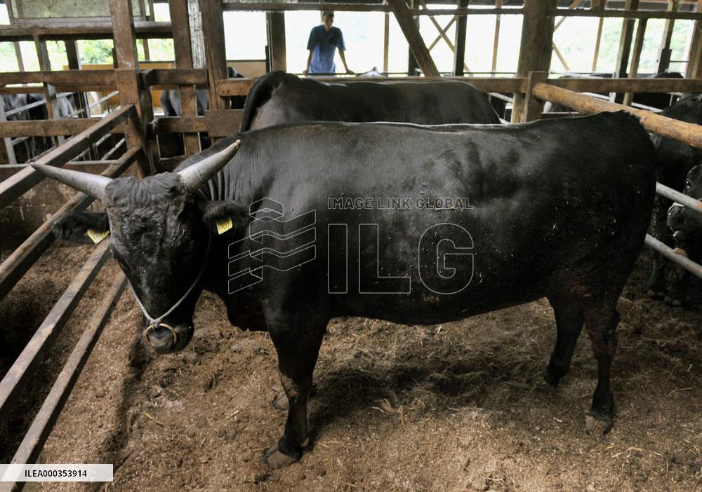 Japan suspends Miyagi beef cattle shipments